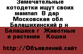 Замечательные котодетки ищут своих мампап! В дар! - Московская обл., Балашихинский р-н, Балашиха г. Животные и растения » Кошки   